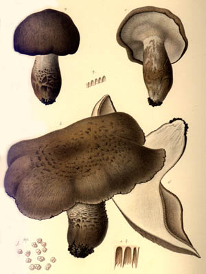 Boletopsis subsquamosa