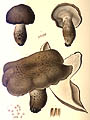Boletopsis subsquamosa