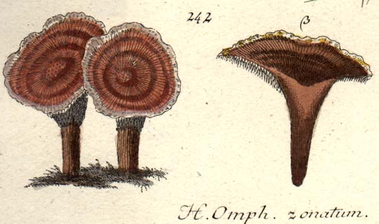 Phellodon tomentosus