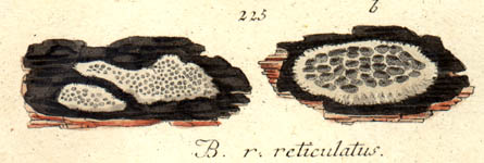 Polysticta  reticulatus