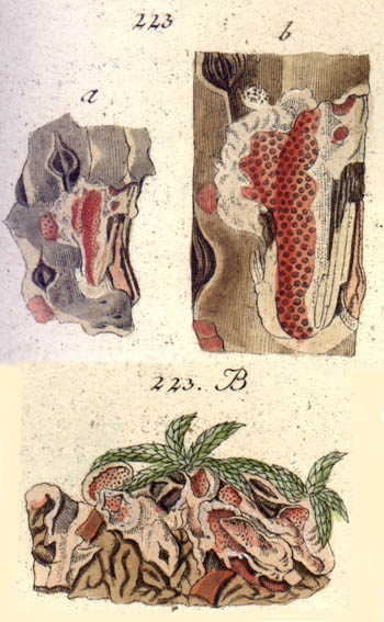 Polysticta  molluscus