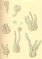 Pseudohydnum gelatinosum