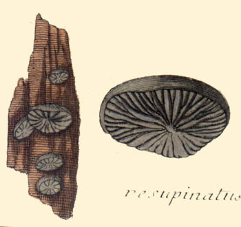 Resupinatus applicatus