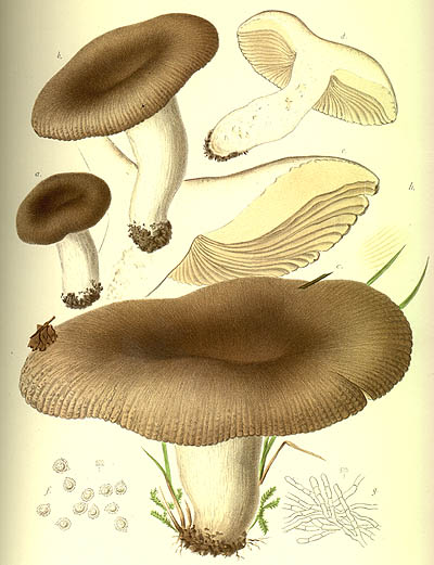 Russula amoenolens