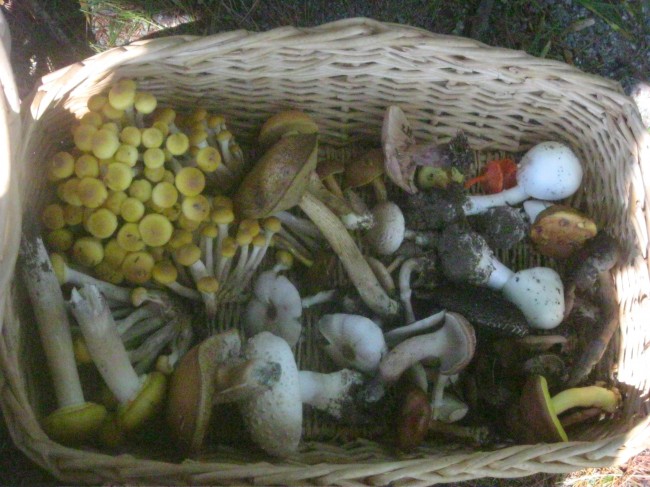 How do you preserve mushrooms?