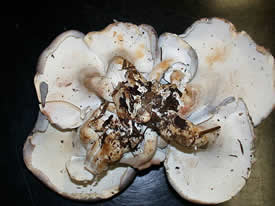 Albatrellus flettii bottom