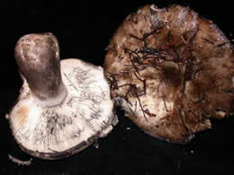 Russula albonigra