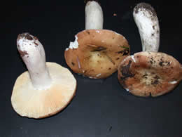 Russula tenuiceps