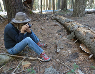 Debbie Viess taking ganoderma photo