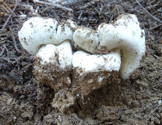 Gastroboletus subalpinus