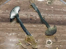 Arrhenia chlorocyanea