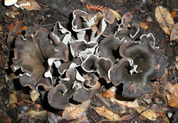 Craterellus cornucopioides