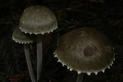 Hygrocybe laeta