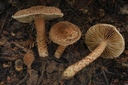 Inocybe sp.