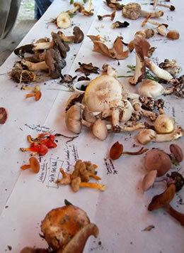 Veterans Park fungi on picnic table