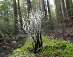 Xylaria hypoxylon