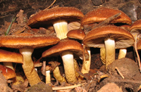 Pholiota highlandensis