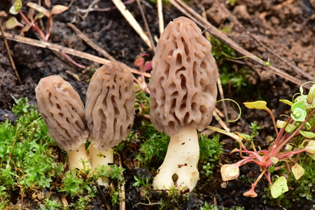 Morchella brunnea, photo by Alan Rockefeller