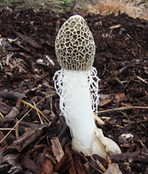 Phallus astrovolatus