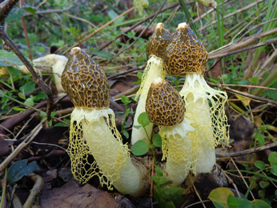 Cluster of Phallus multicolor growing in composted wood chips on the University of Hawaii campus, Photo Don Hemmes