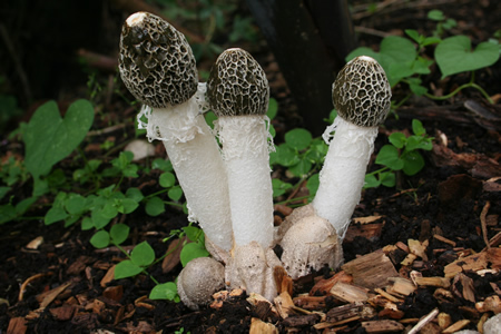 Phallus atrovolvatus, Photo by Don Hemmes