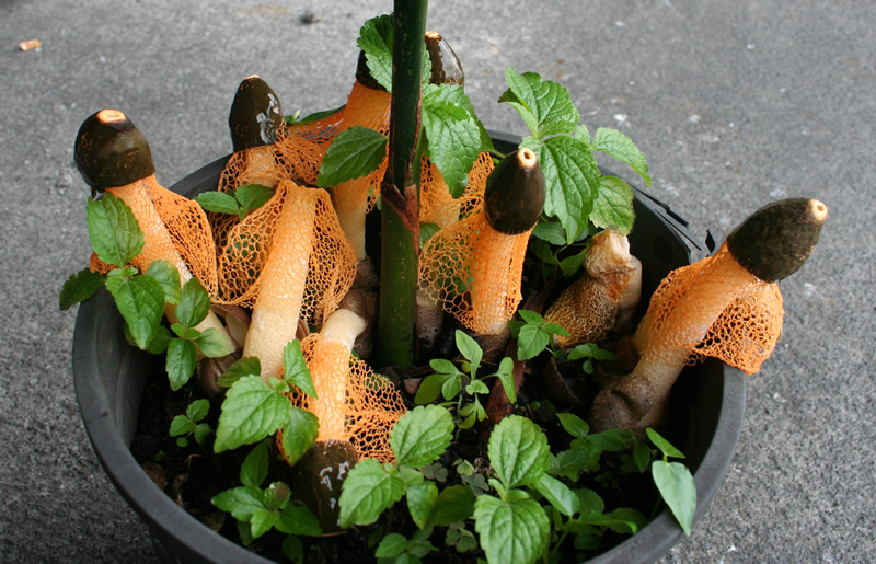 Phallus cinnabarina, Don Hemmes