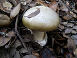 Amanita phalloides