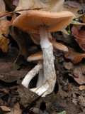 Armillaria mellea