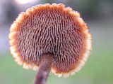 Auriscalpium vulgare