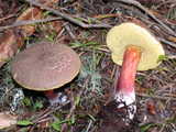 Boletus chrysenteron