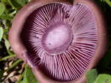 Clitocybe nuda cap
