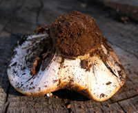 cortinarius magnivelatus