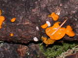 Dacrymyces palmatus