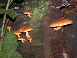 Gymnopilus sapineus