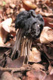 helvella lacunosa