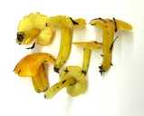 hygrocybe flavescens