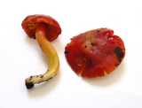 hygrocybe_punicea