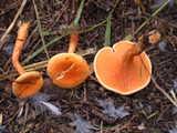hygrophoropsis aurantiaca