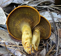 Omphalotus olivascen - jack o lantern