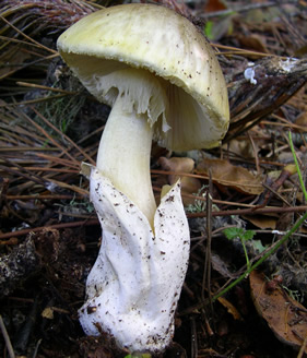 Tomales Bay Amanita phalloides