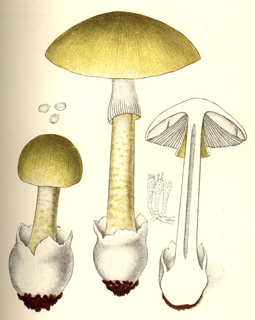 Amanita phalloides