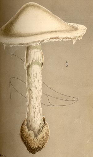 Amanita virosa