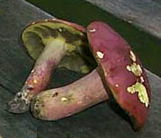 Boletus bicolor var. bicolor