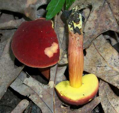 Boletus campestris