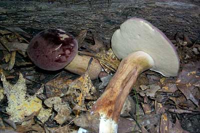 Tylopilus rubrobruneus