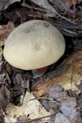 Boletus inedulis