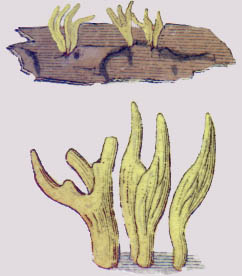 Calocera cornea