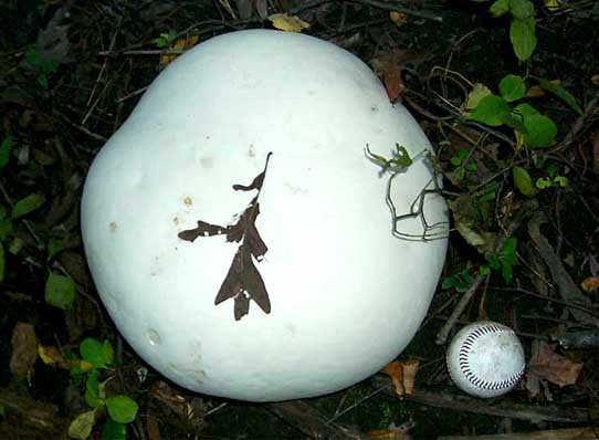 Calvatia gigantea