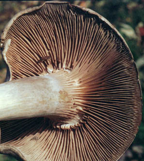 Entoloma abortivum