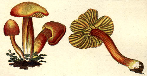 Hygrocybe coccinea